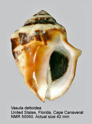 Vasula deltoidea.jpg - Vasula deltoidea(Lamarck,1822)